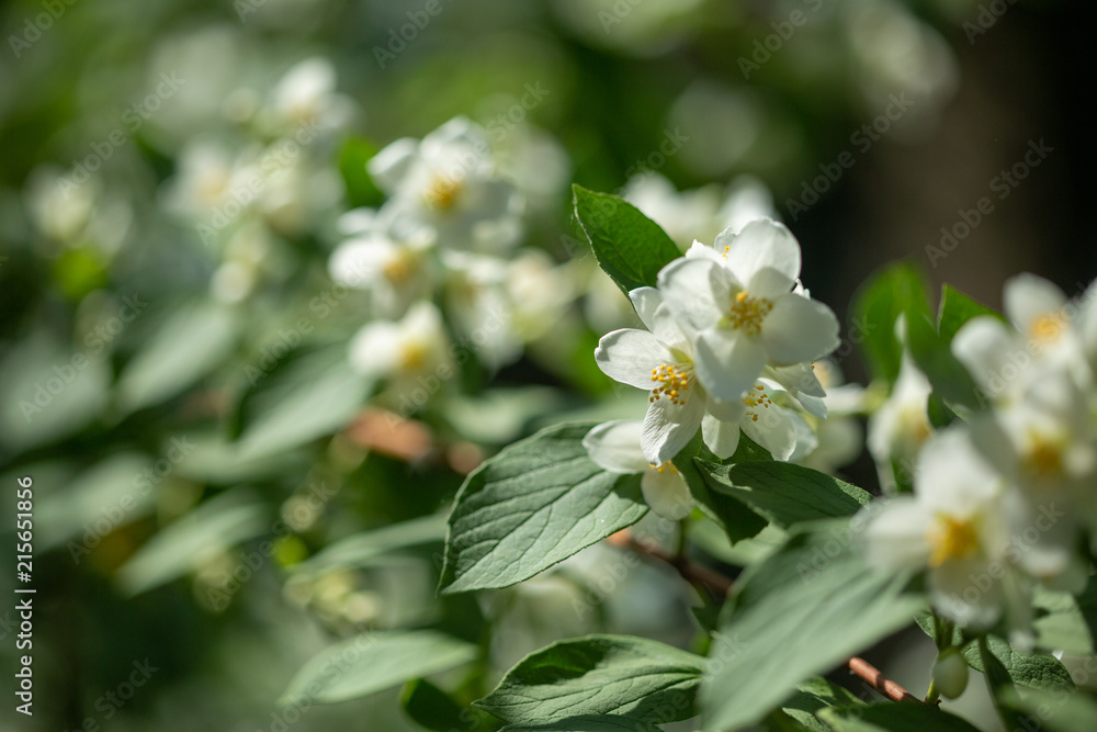 Fototapeta premium Beautiful blooming jasmine branch with white flowers.