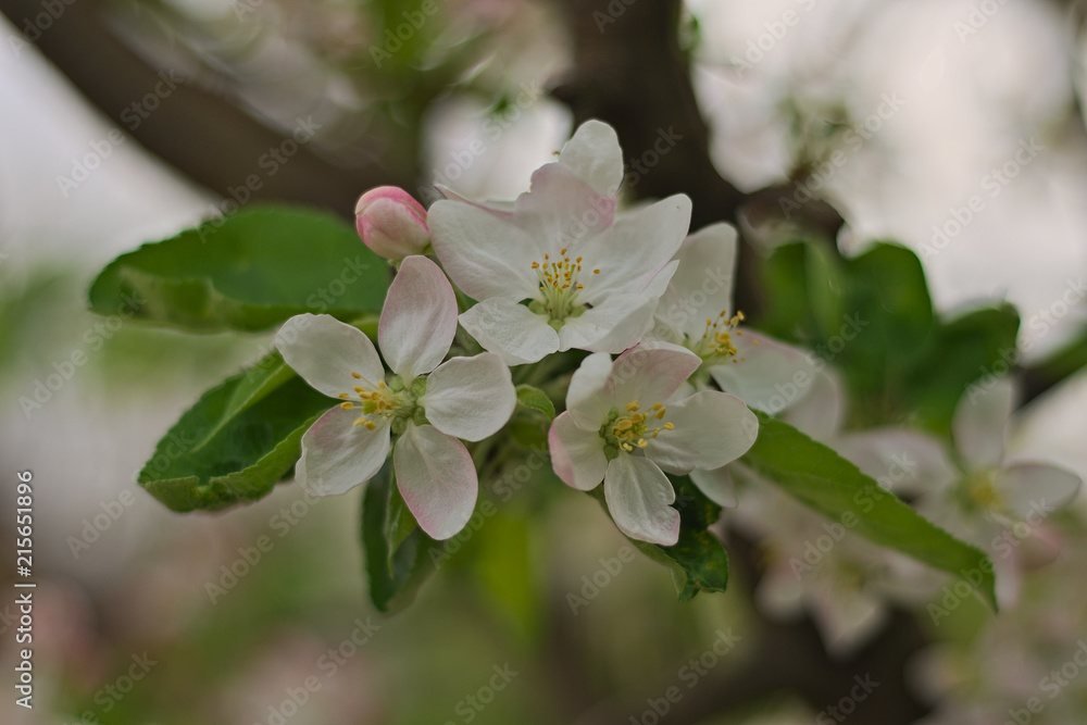 Cherry flowers in full bloom during spring time Cherry flowers in full bloom during spring time