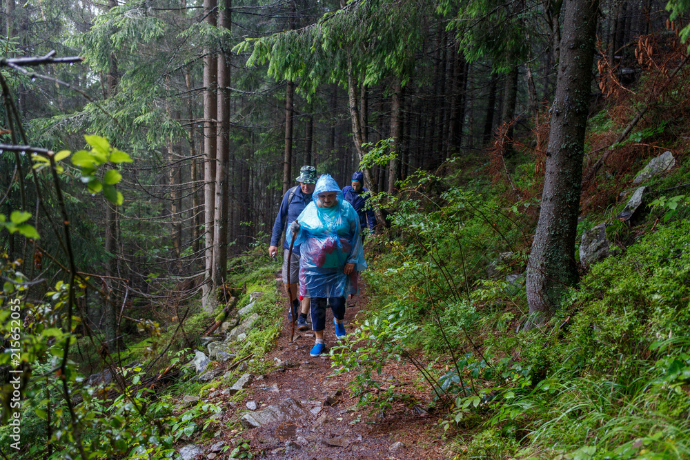 Group of senior tourists with backpack hiking in rainy forest