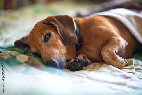 Old funny dachshund lies in bed