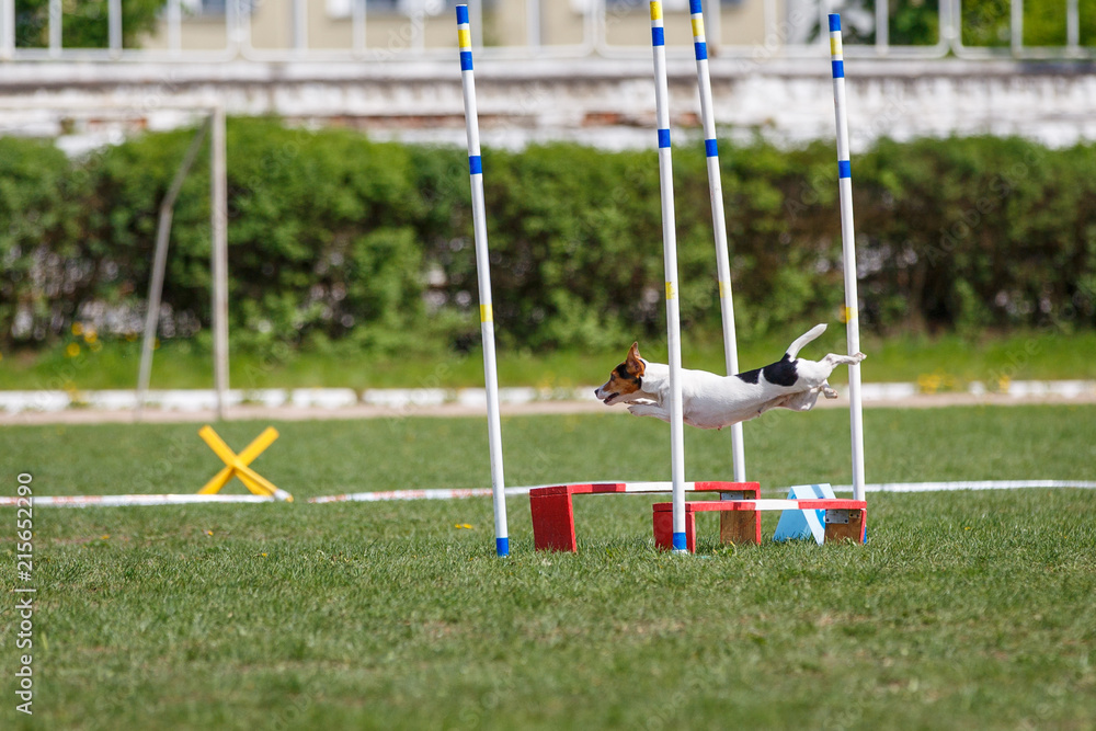 Jack russell terrier jumping over obstacle in dog agility competition