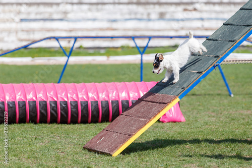Jack russell rerrier goes down from A-frame ramp in dog agility competition.