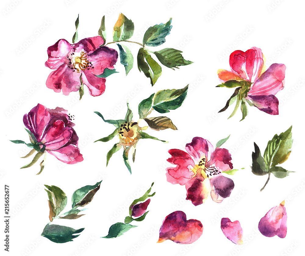 Beautiful hand drawn watercolor seamless pattern with rose.