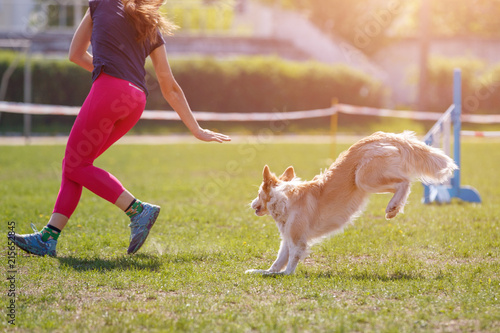 Big dog with handler running in agility competition