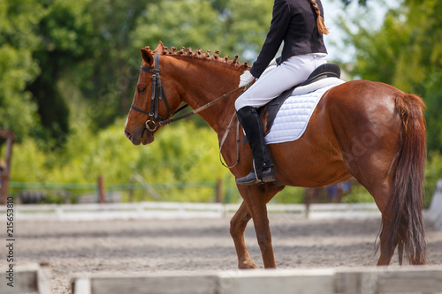 Girl riding sorrel horse on dressage competition. Rear view with copy space. Equestrian sport background