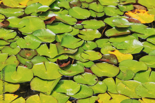 Lily pad leaves