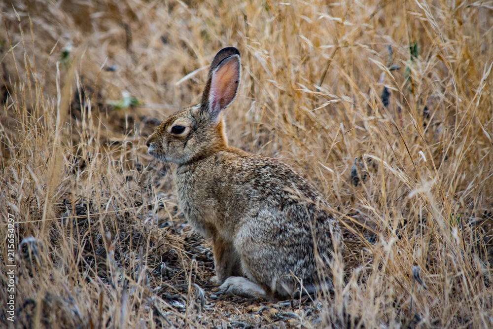 Fototapeta premium hiding in plain sight