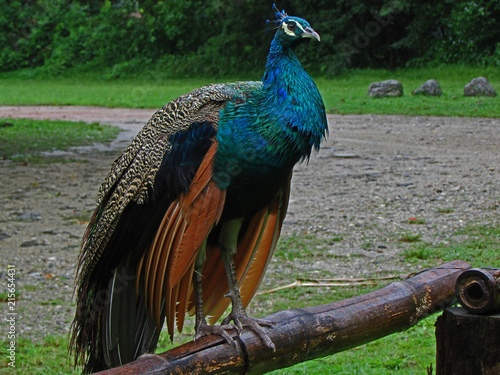 peacock