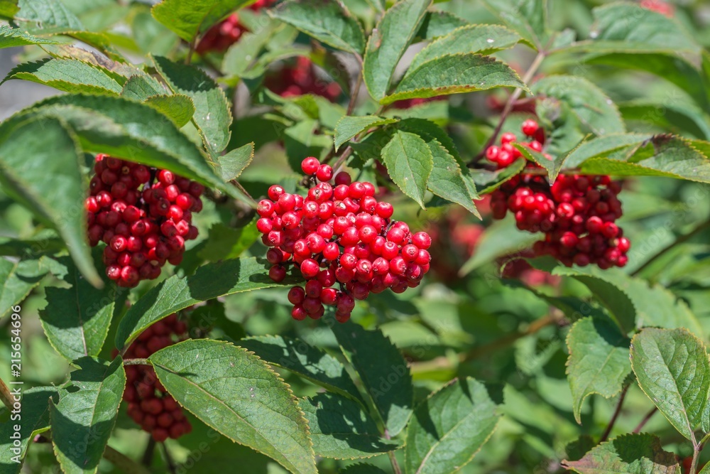 Rote und reife Vogelbeeren an einer Eberesche, Deutschland Rote und reife Vogelbeeren an einer Eberesche, Deutschland