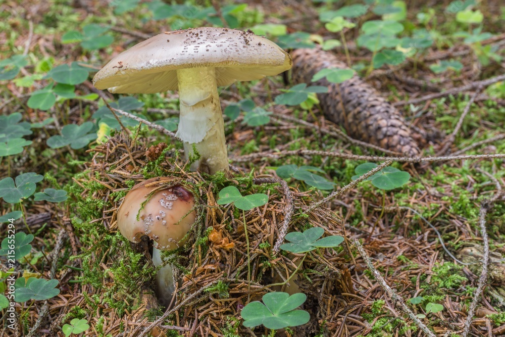 Blätterpilz in einem Wald, Deutschland Blätterpilz in einem Wald, Deutschland