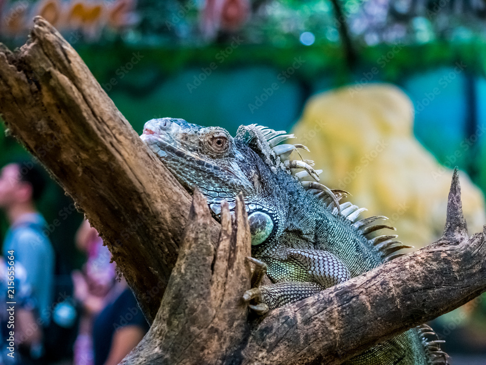 Green Iguana Closeup on branch beautiful animal. Green Iguana Closeup on branch beautiful animal.