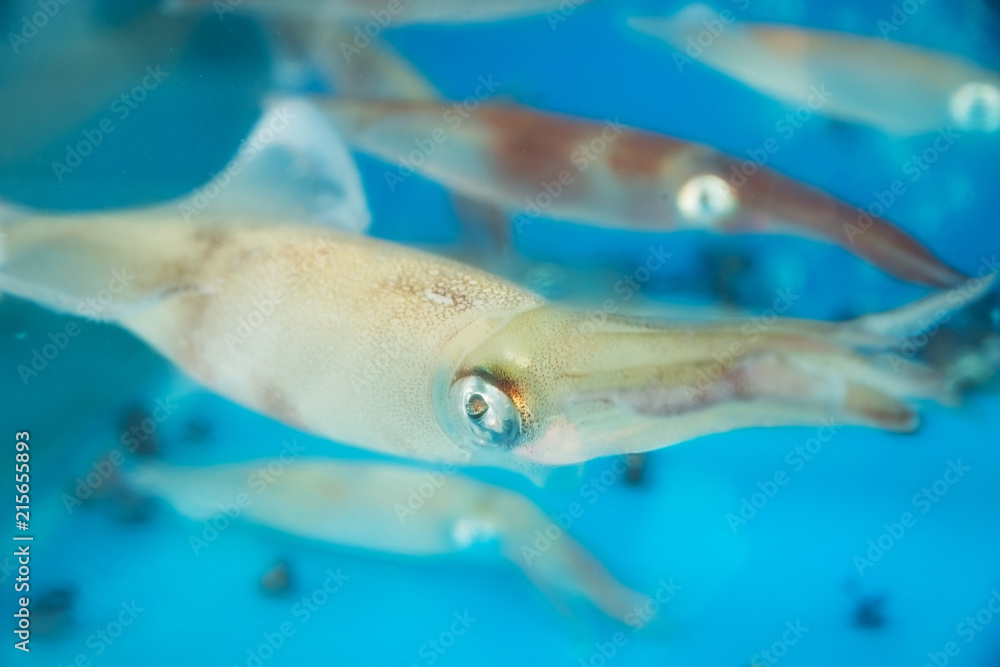 Naklejka premium Live squids with big silver eyes in tank for food preparation in Seongsan, Jeju Island, South Korea