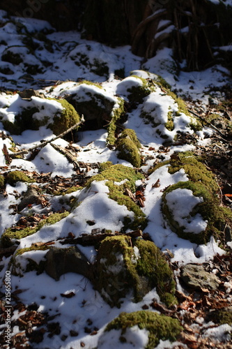 雪で覆われた苔