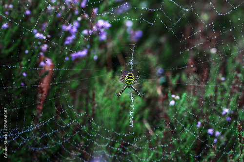 Spinne © julian