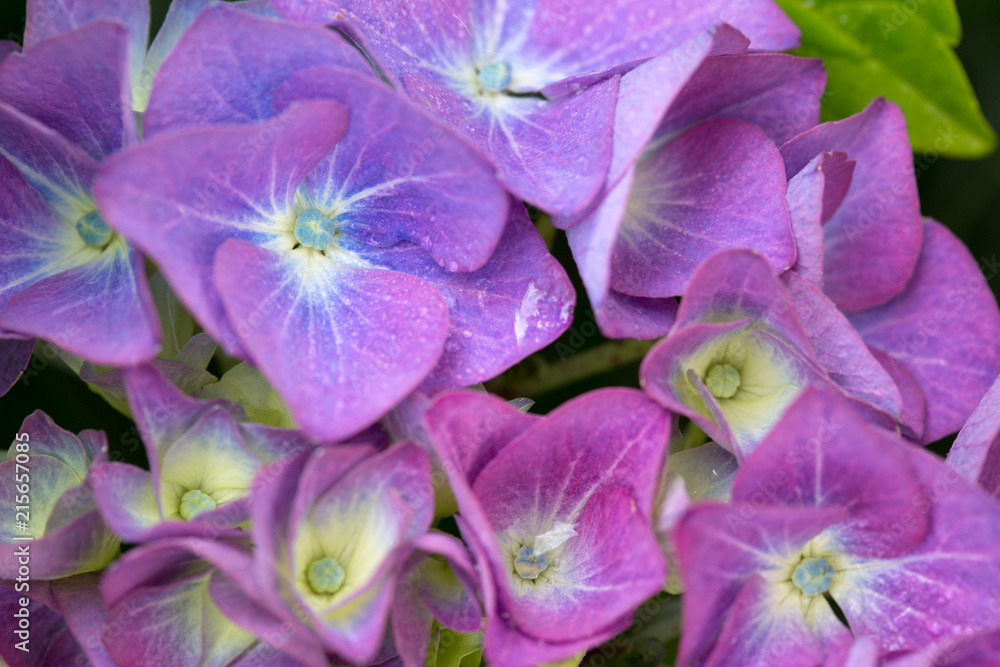 Purple Hydrangea background. Macro photo.