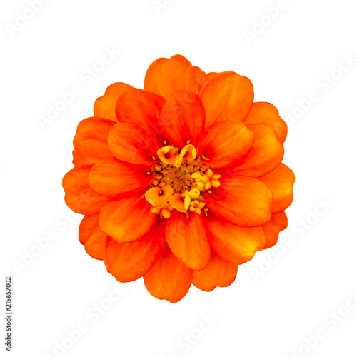 Fototapeta Naklejka Na Ścianę i Meble -  Orange Zinnia. Orange flower on white background. Isolated