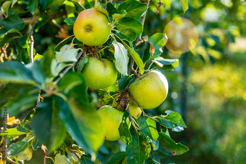 Branche d'un pommier dans un verger avec ses pommes bien juteuses sous le soleil en Alsace le soleil
