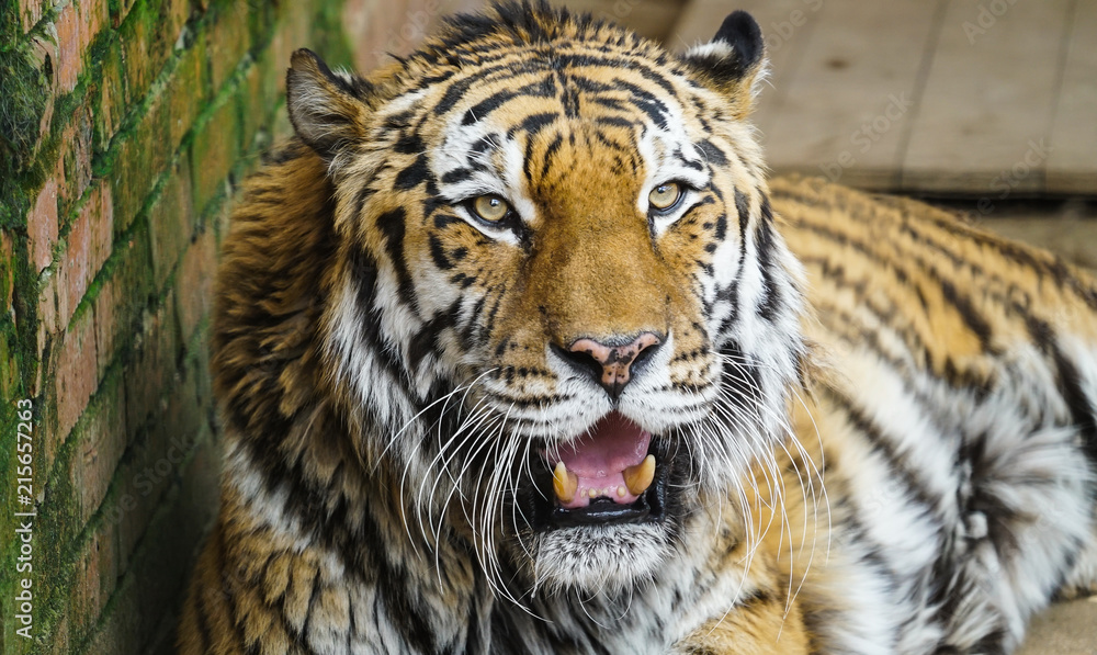 Fototapeta premium Amur Tiger