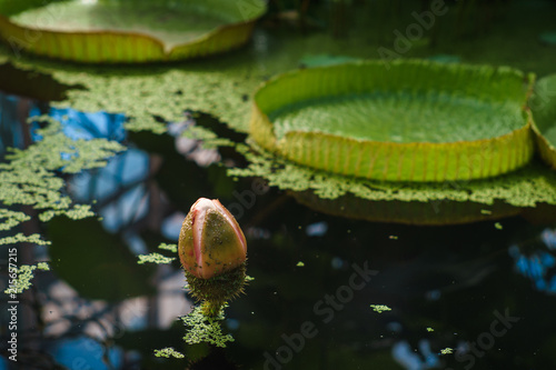 Victoria Amazonica photo