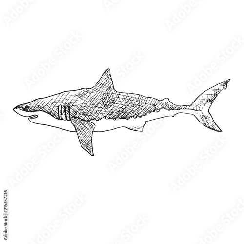 White shark, hand drawn doodle, sketch, vector outline illustration