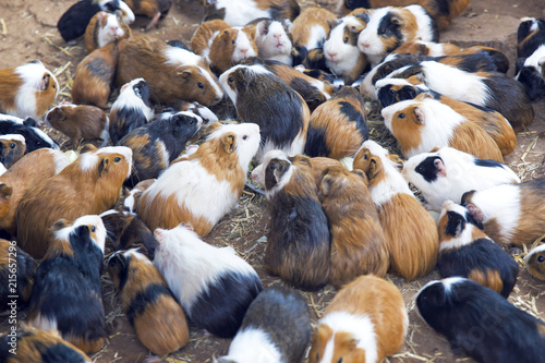 many guinea pigs 
