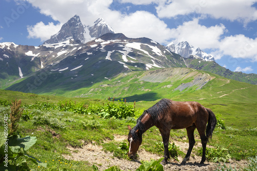 horse grazes in mountains of Svaneti, Mestia. horse on hilly terrain in mountain against background of Mount Ushba. Animals and Georgian nature. Amazing nature landscape with horse on green grass.