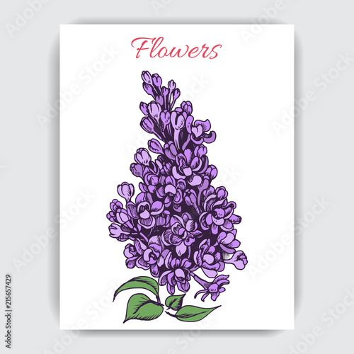 Vector hand draw colorful illustration with lilac.