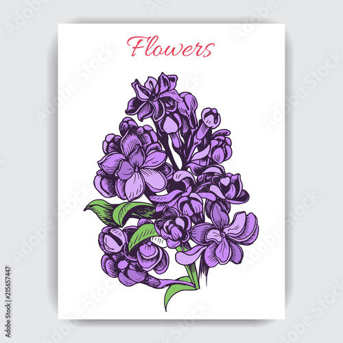 Vector hand draw colorful illustration with lilac.