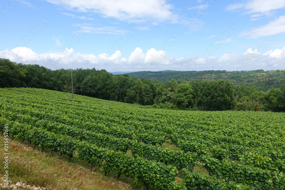 French vineyard in summer