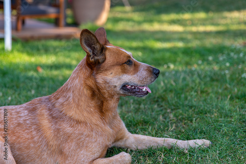 Profil de la t  te d un chien Bouvier australien  en anglais Australian cattle dog     la robe truit   de rouge tranquille sur le gazon