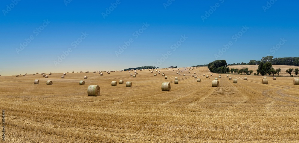 Fototapeta premium bale of straw after harvest at the field
