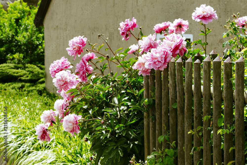 Front yard roses