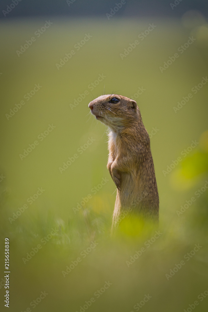 Fototapeta premium Hallo boys. I´am here.