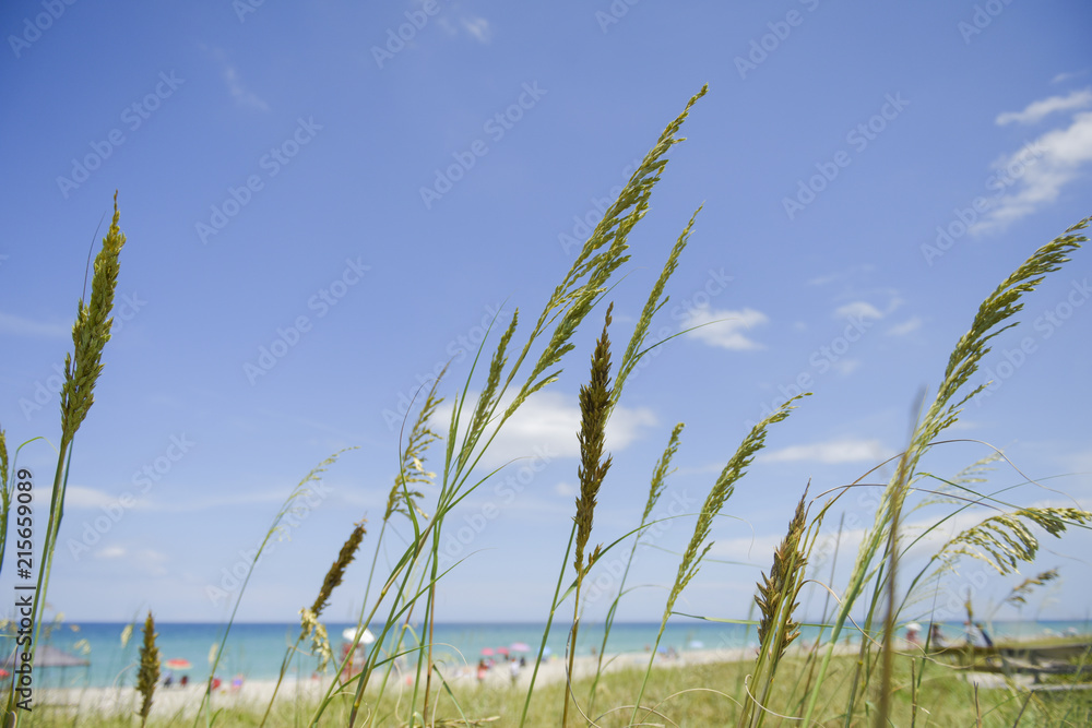 Sea with sandy beach and grass on a dune