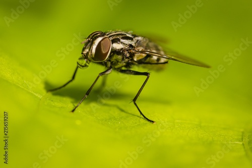 Macro fly