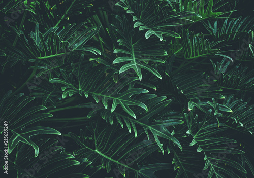 Tropical leaves background,jungle leaf