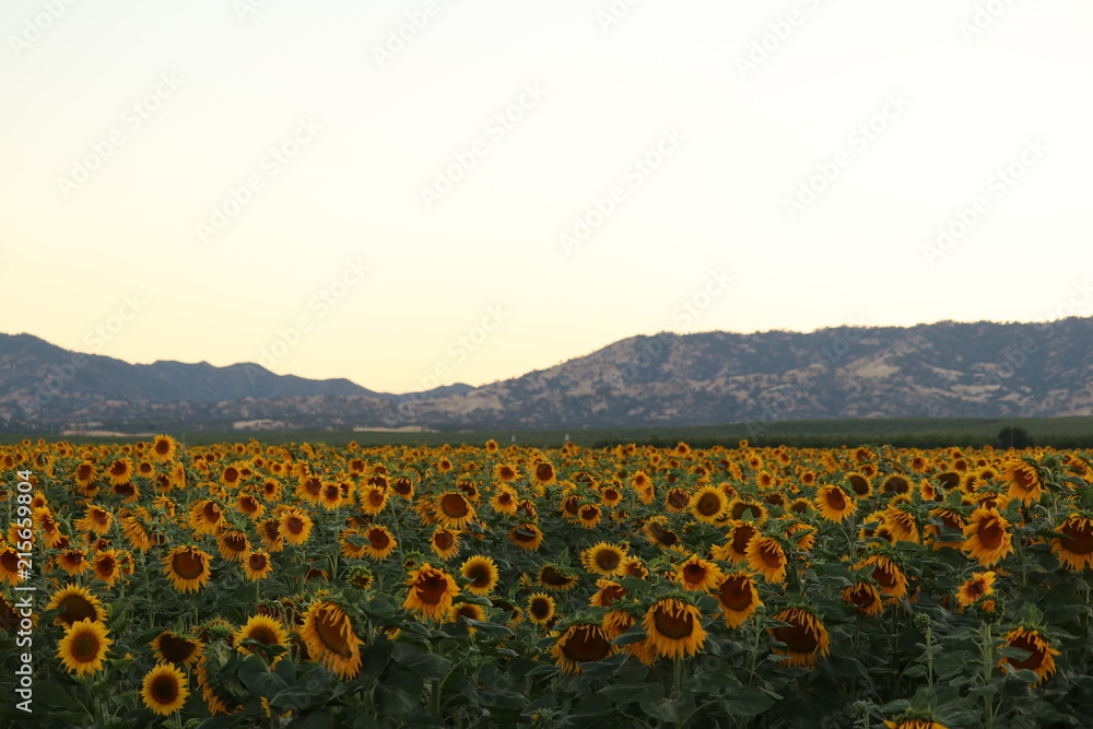 Obraz premium Sunflowers