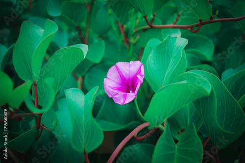 Purple flowers are usually lush green  usually growing on the beach.