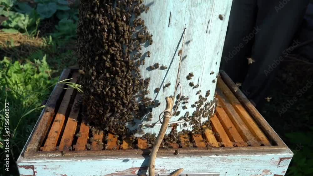 bees swarm. trap for bees. The beekeeper caught the bees. beekeeper works in the apiary. bees swarm. trap for bees. The beekeeper caught the bees. beekeeper works in the apiary.