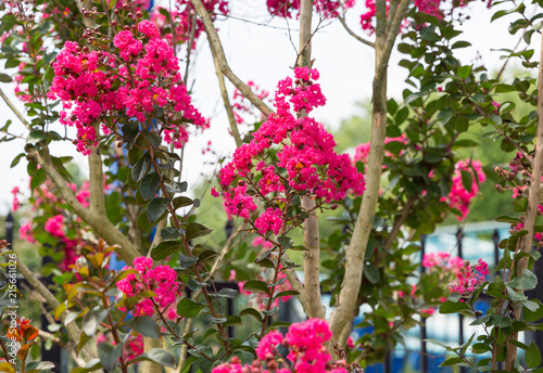 Beautiful flowers blooming in garden