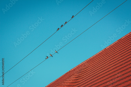 Birds in a power line photo
