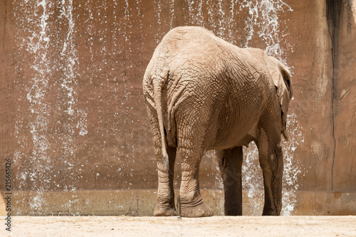 Elephant cooling down