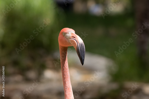 Flamingos 1