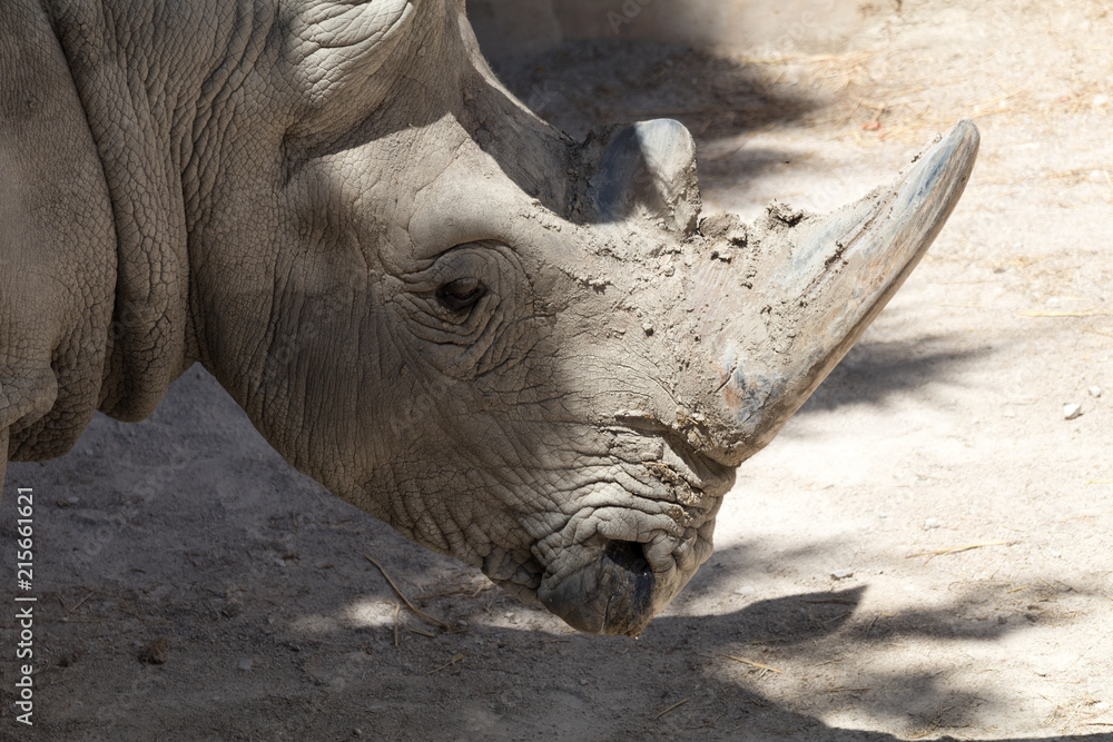 Obraz premium White rhino 3