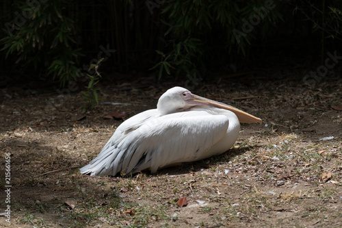 Pelican