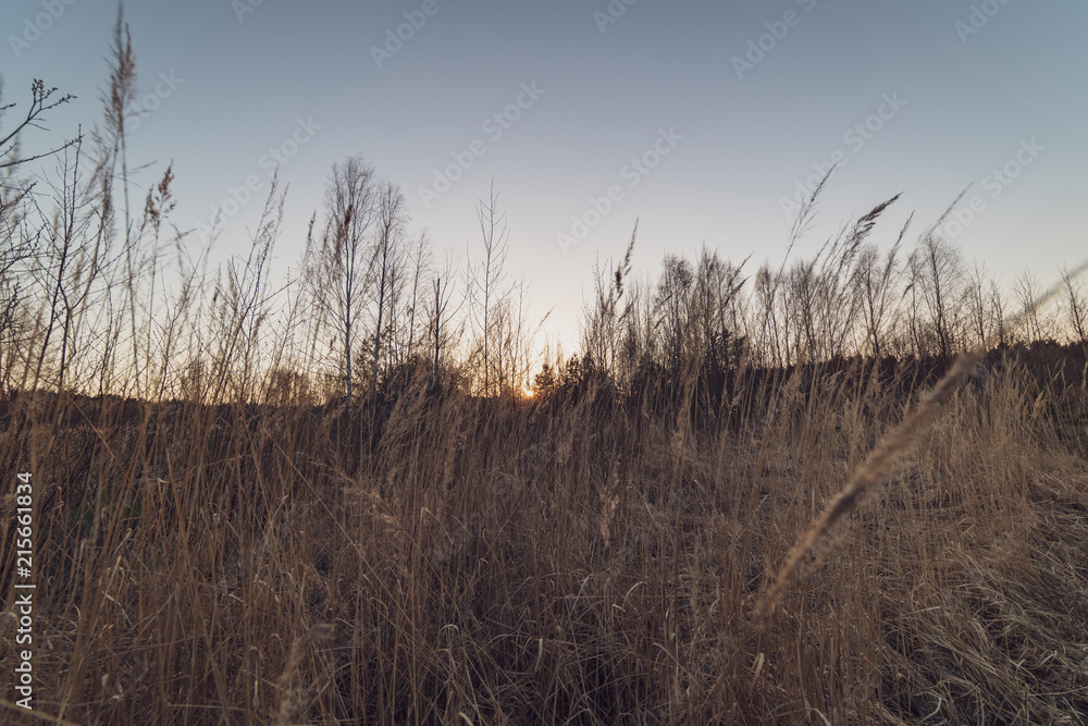 Obraz premium spring blossoms and leaves on birch trees on blur background