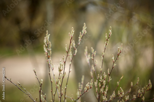 spring blossoms and leaves on birch trees on blur background © Martins Vanags