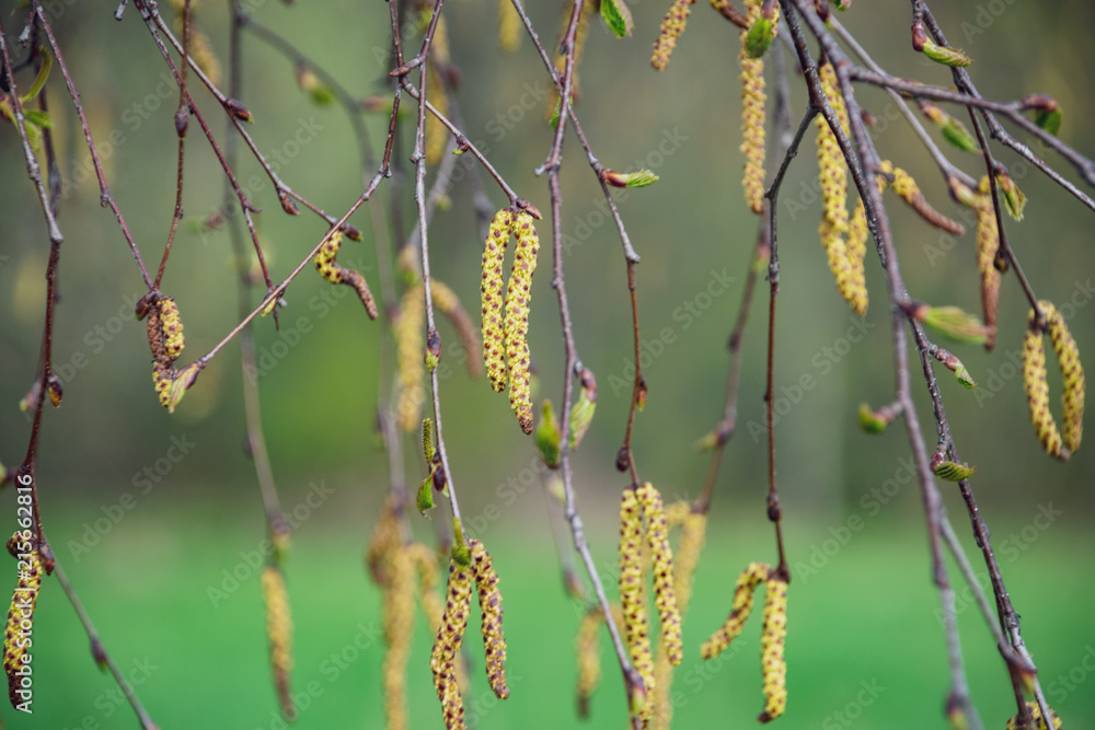 Fototapeta premium spring blossoms and leaves on birch trees on blur background
