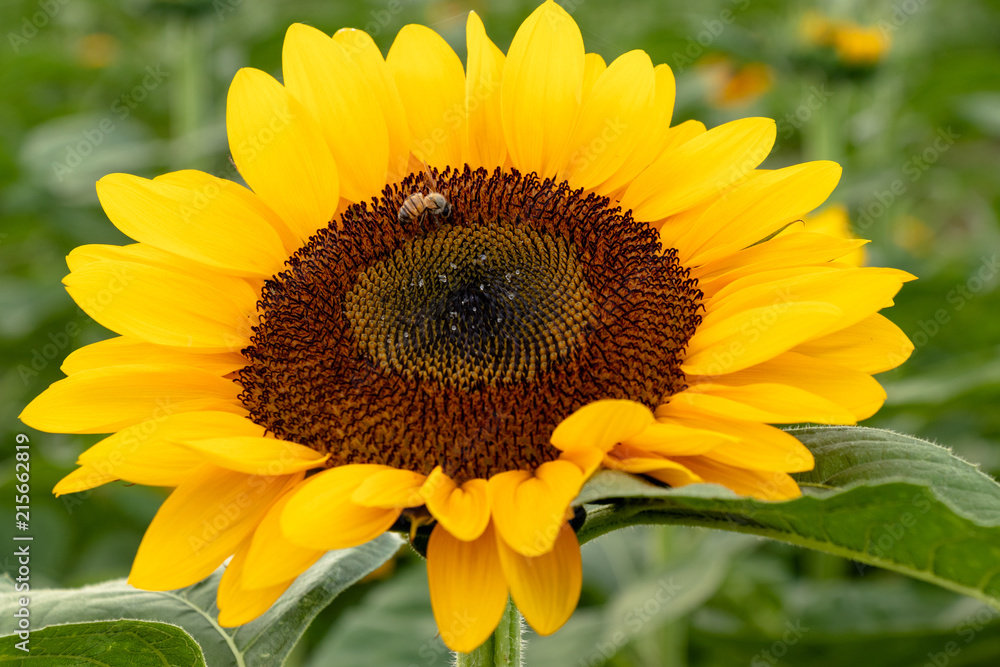 Obraz premium Sunflower at Sakura Furusato Square in Sakura city, Chiba, Japan
