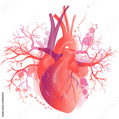 Vector realistic Human heart photo